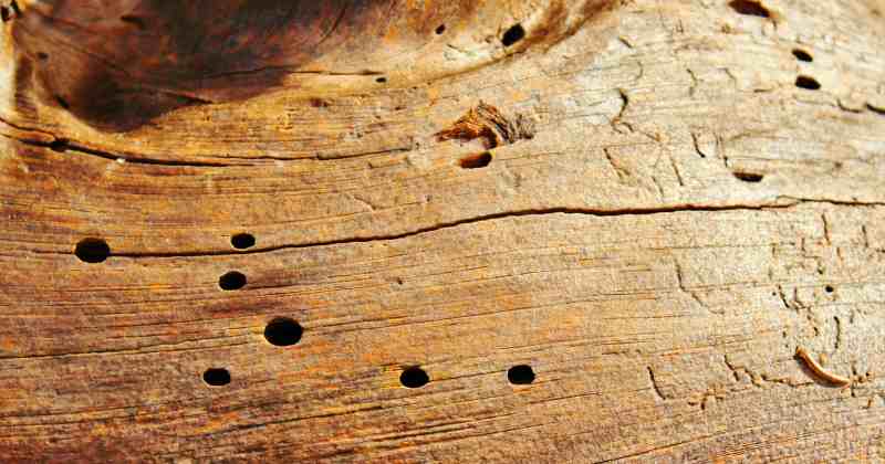 How To Get Rid Of Woodworm With Home Remedies How To Get Rid Of Woodworm With Home Remedies