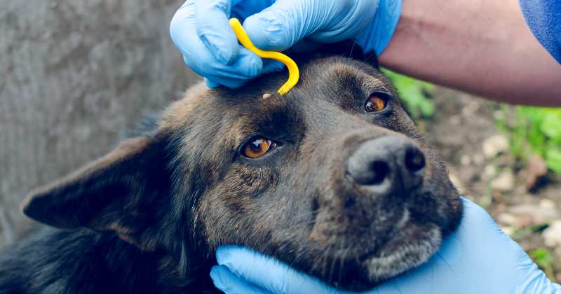 remove a tick correctly (2)