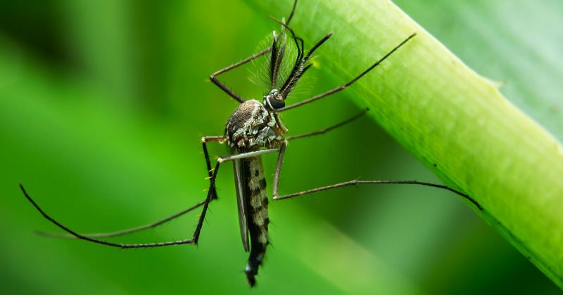 stop mosquitoes breeding in the garden