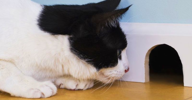to get rid of mice
