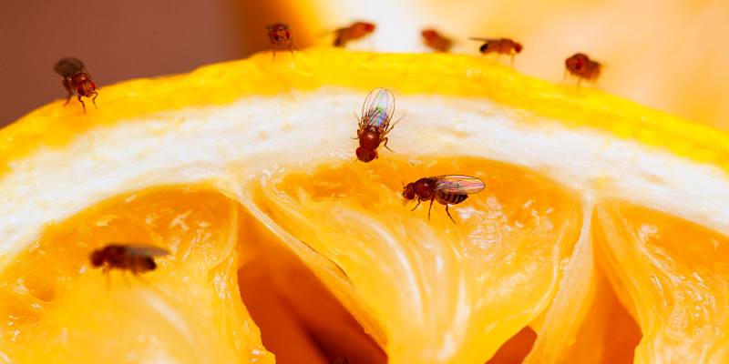 get rid of fruit flies with home remedies