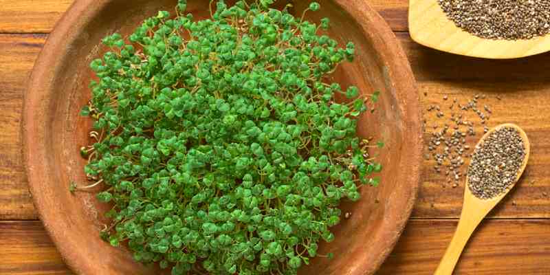 grow and harvest chia easily