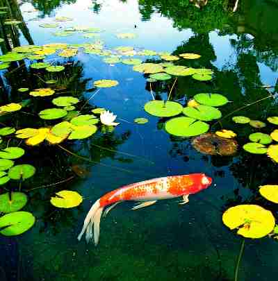 build your own pond filter system