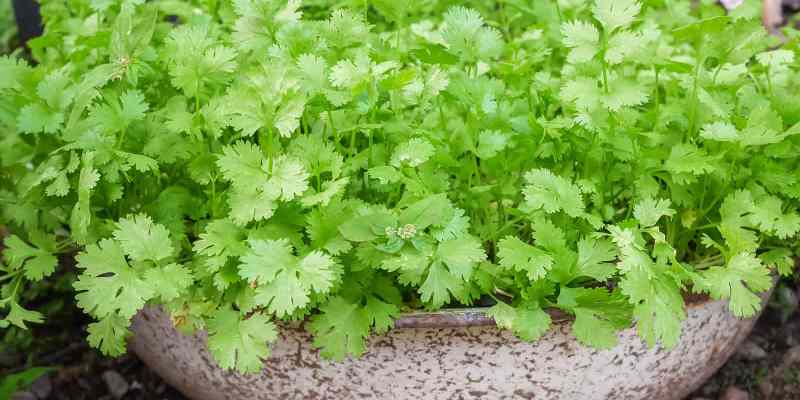 How to grow cilantro
