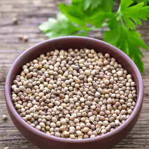 How to grow cilantro - the seeds (1)