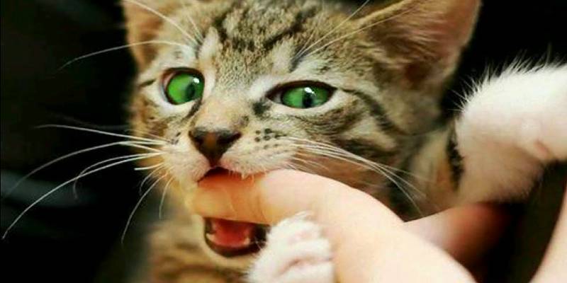 How to stop a kitten biting