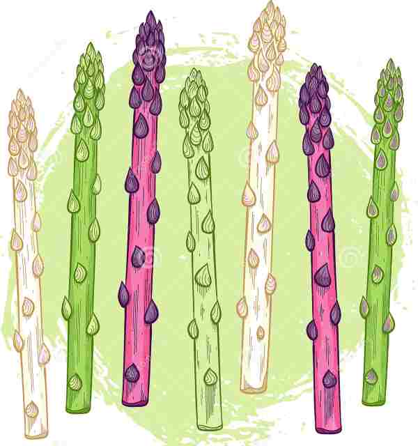how to prepare asparagus - white green purple2 (1)