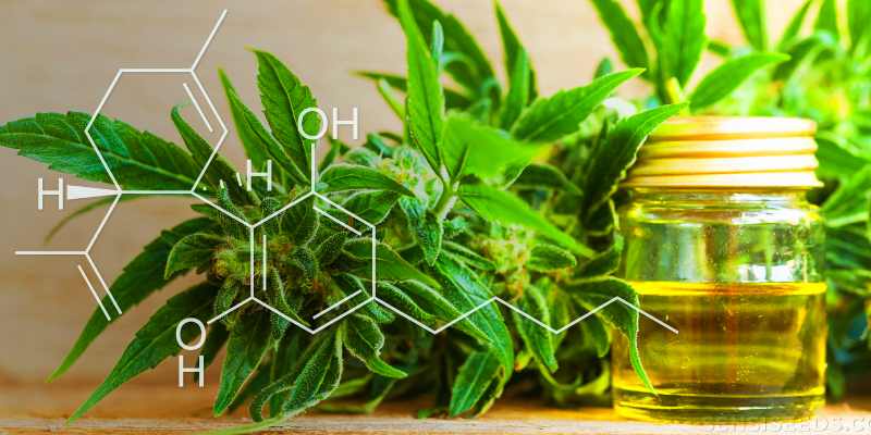 how to take cbd oil