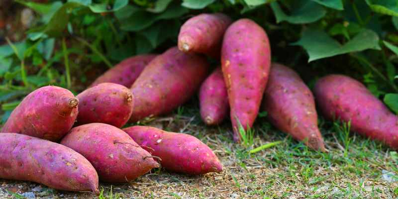 How to plant sweet potatoes
