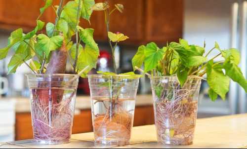 How to plant sweet potatoes