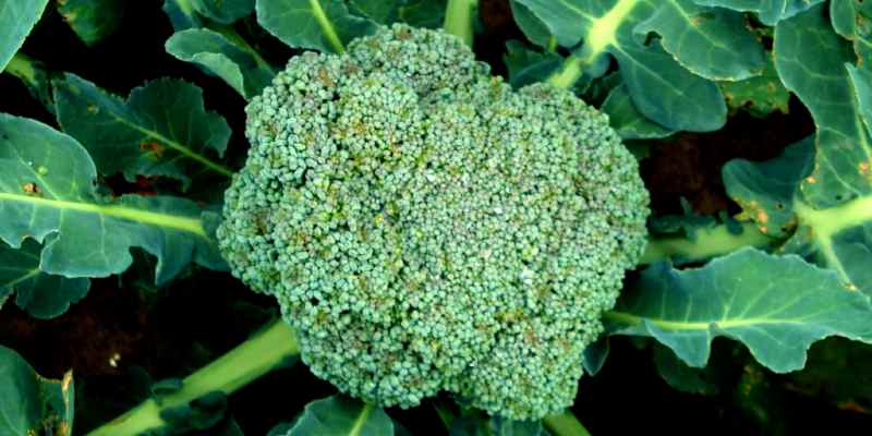 how to grow broccoli