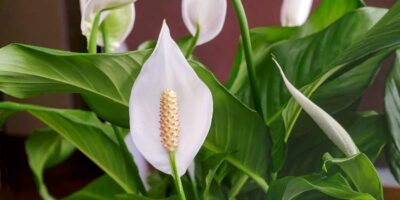 How to care for a peace lily