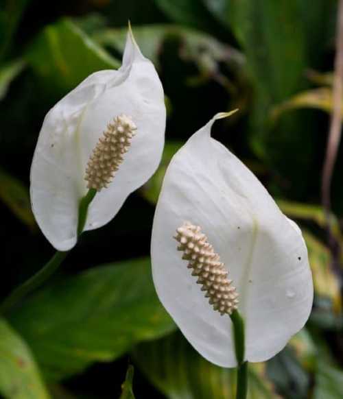 How to care for a peace lily