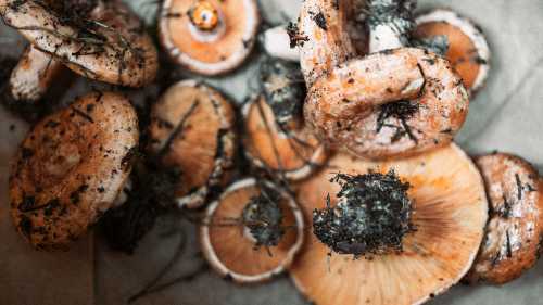 how to cook mushrooms