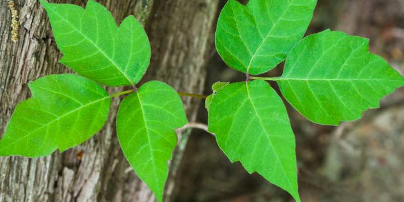 how to identify poison ivy