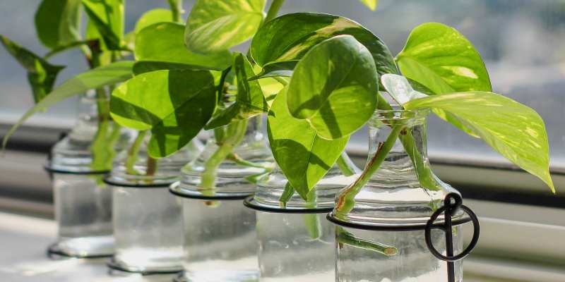 how to propagate pothos