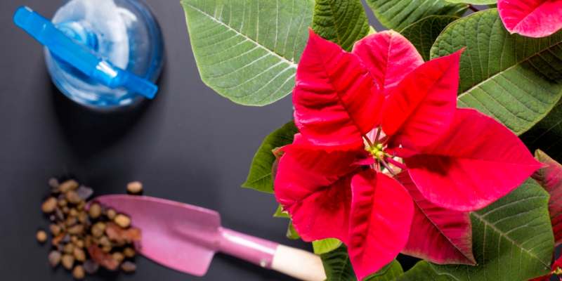 How to care for pointsettia