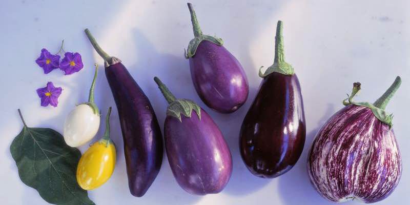 How to cook eggplant
