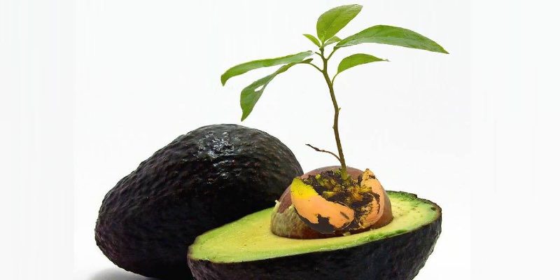 how to grow an avocado from seed