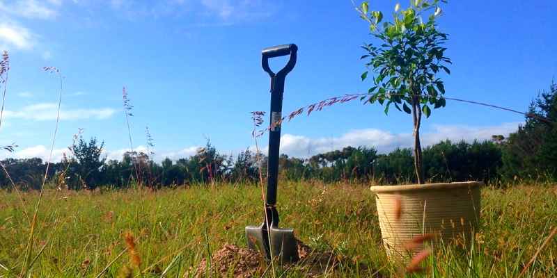 How to plant a tree