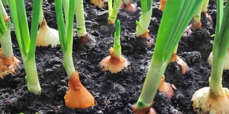 how to plant onions