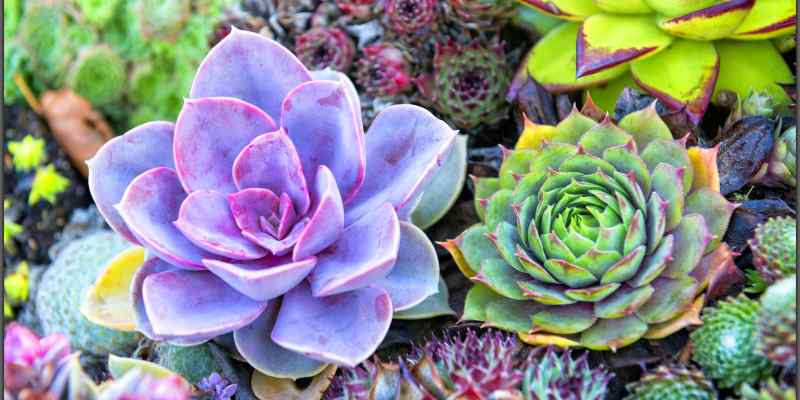 How to propagate succulent plants