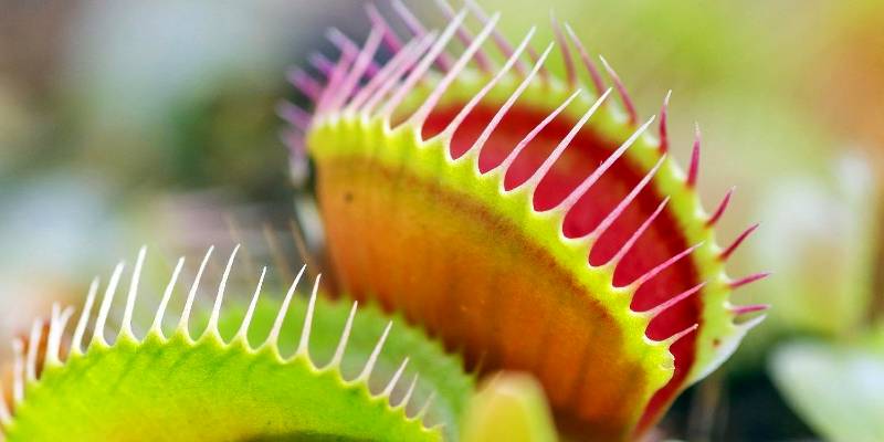 how to care for a venus fly trap