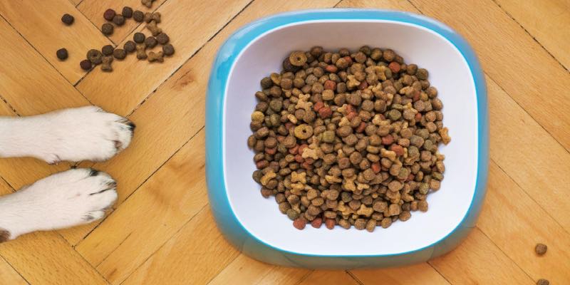 best dog food