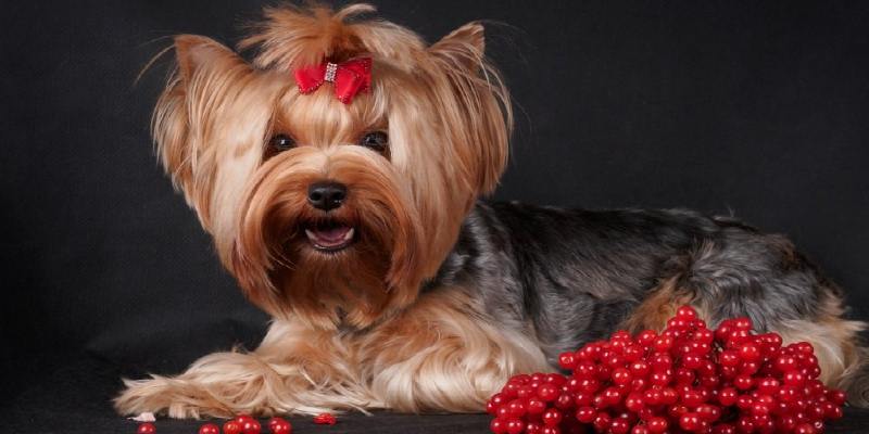 cranberries for dogs