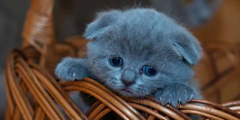 How to litter box train a kitten step by step guide