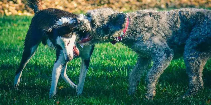 How to break up a dog fight safely