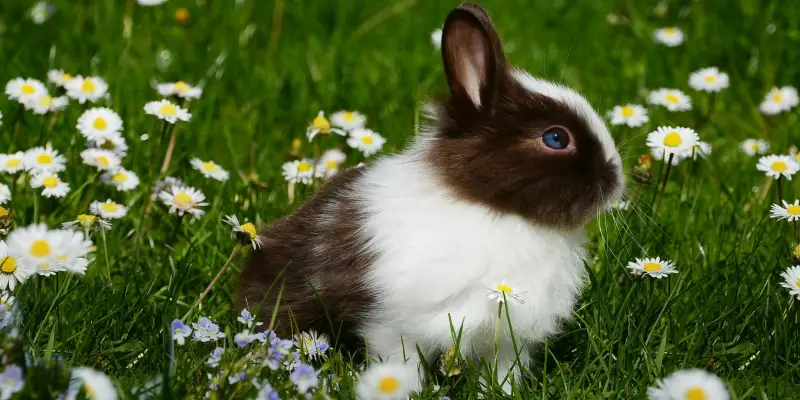 How to tell rabbit gender